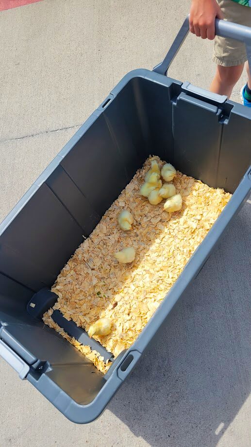 Bringing home the first 9 chicks