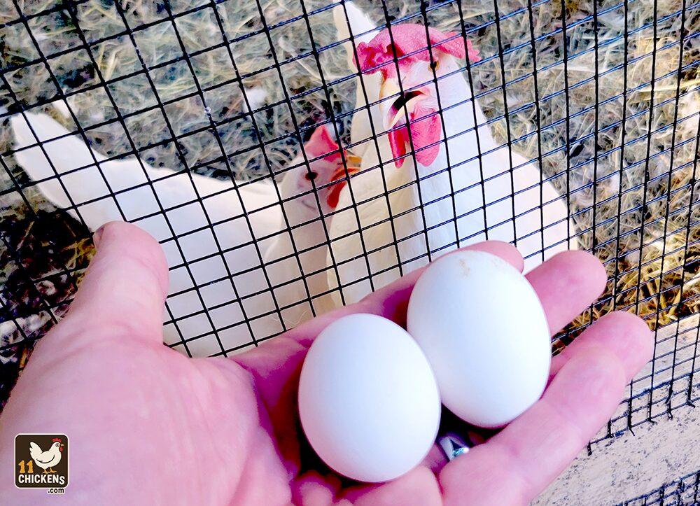 Checking the coop and finding eggs daily is an awesome routine