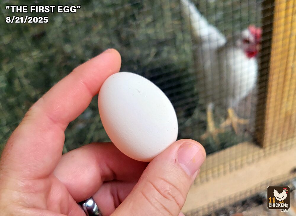 Yeah! Our backyard chickens left us a very special gift, “The First Egg”